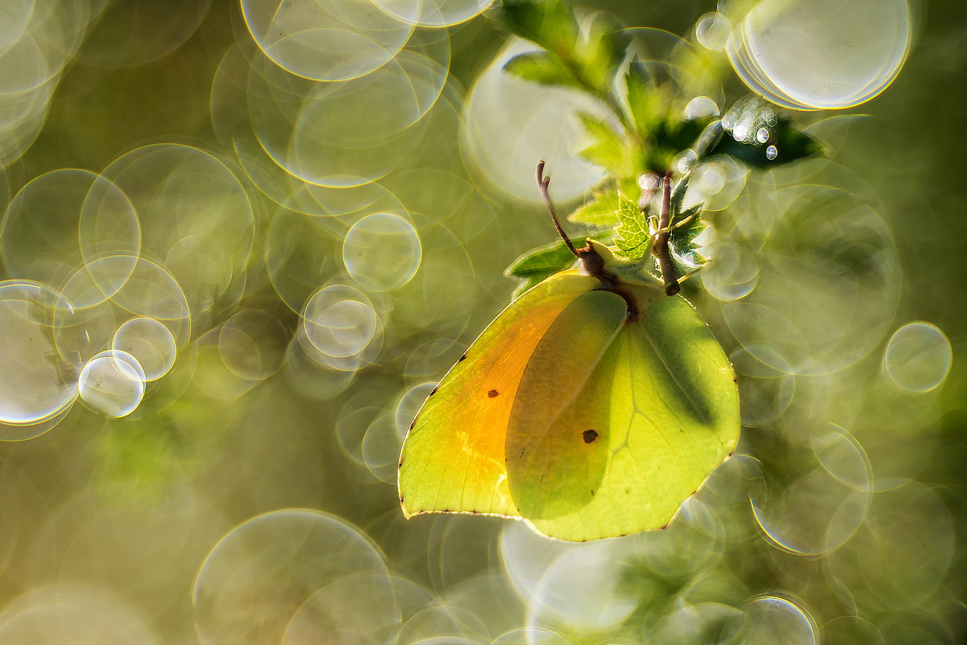 Gonepteryx cleopatra ?  S, maschio