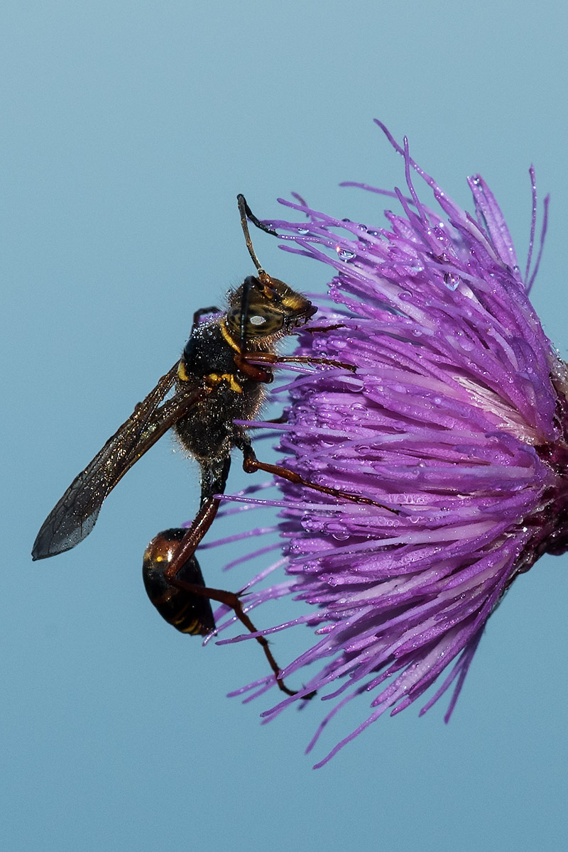 Da identificare: Sceliphron curvatum
