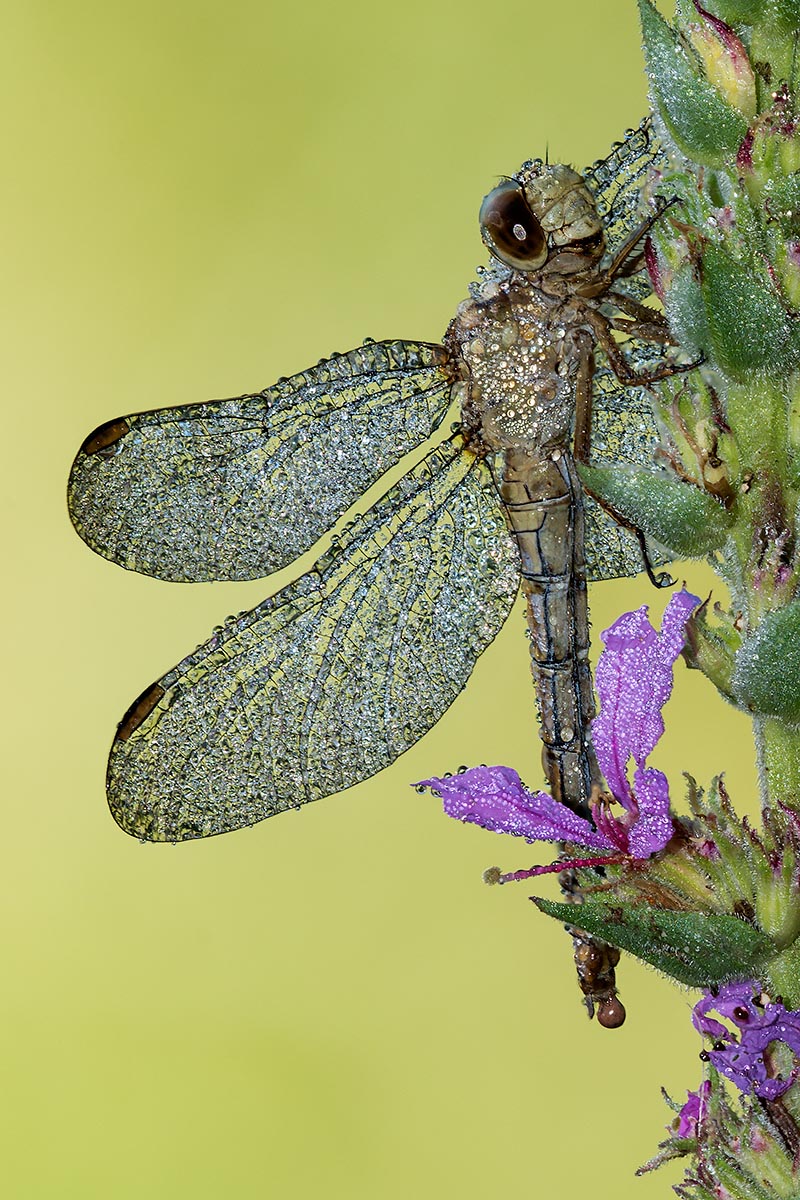 Identificazione: Orthetrum coerulescens