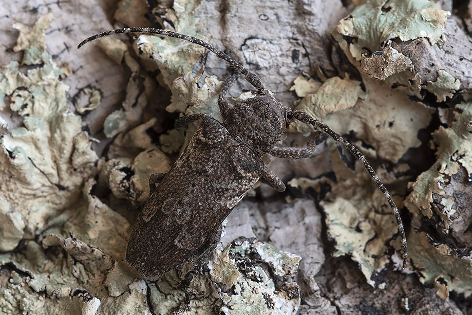 Cerambycidae: Niphona picticornis