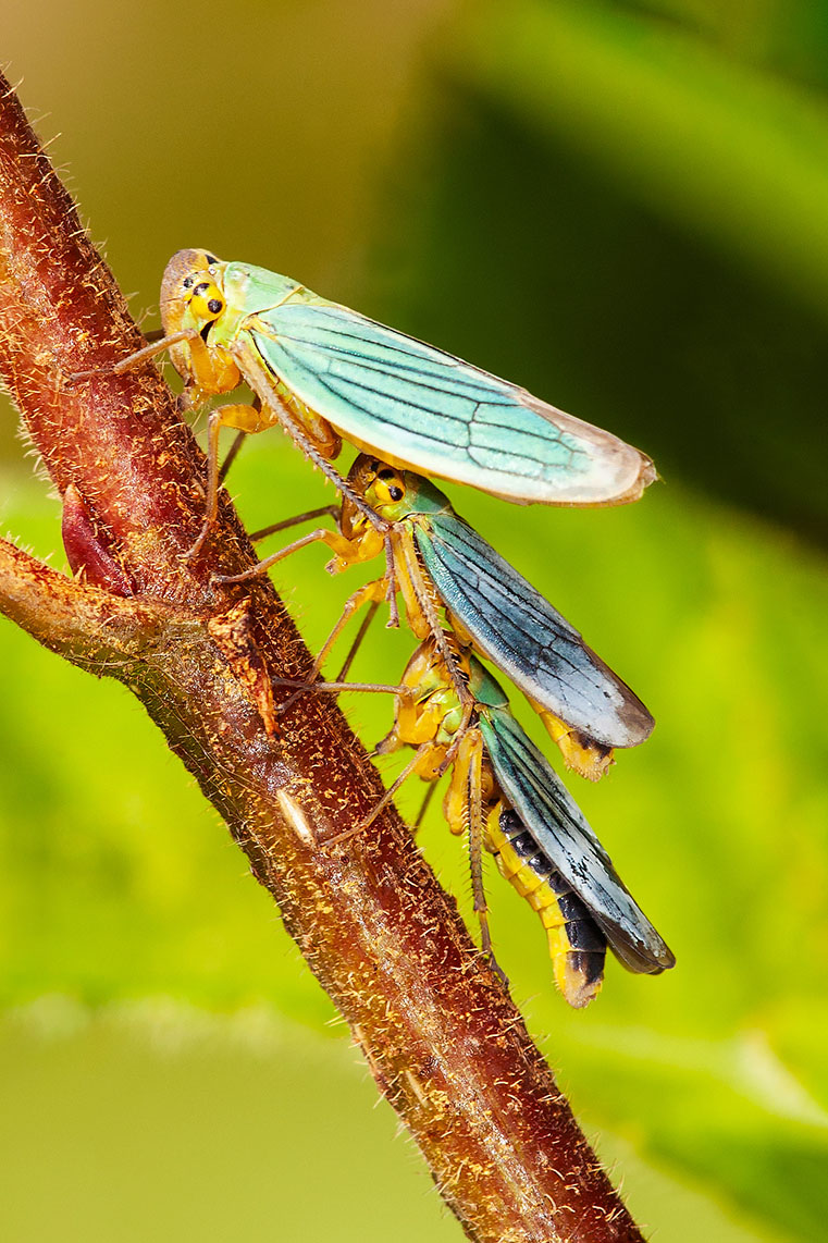 Cicadella viridis