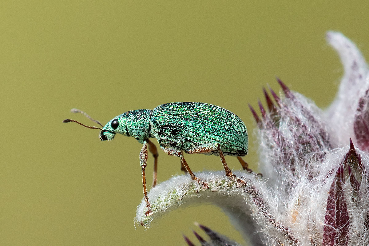 Polydrusus brevicollis ? No, ... Polydrusus sp.