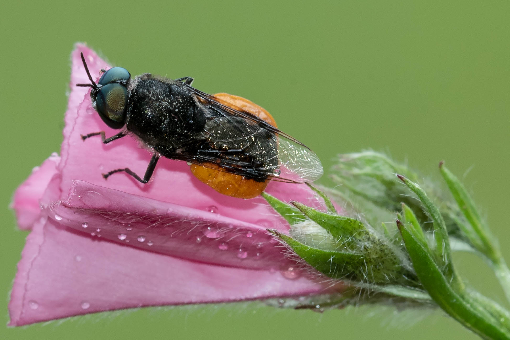 Stratiomyidae: Odontomyia flavissima