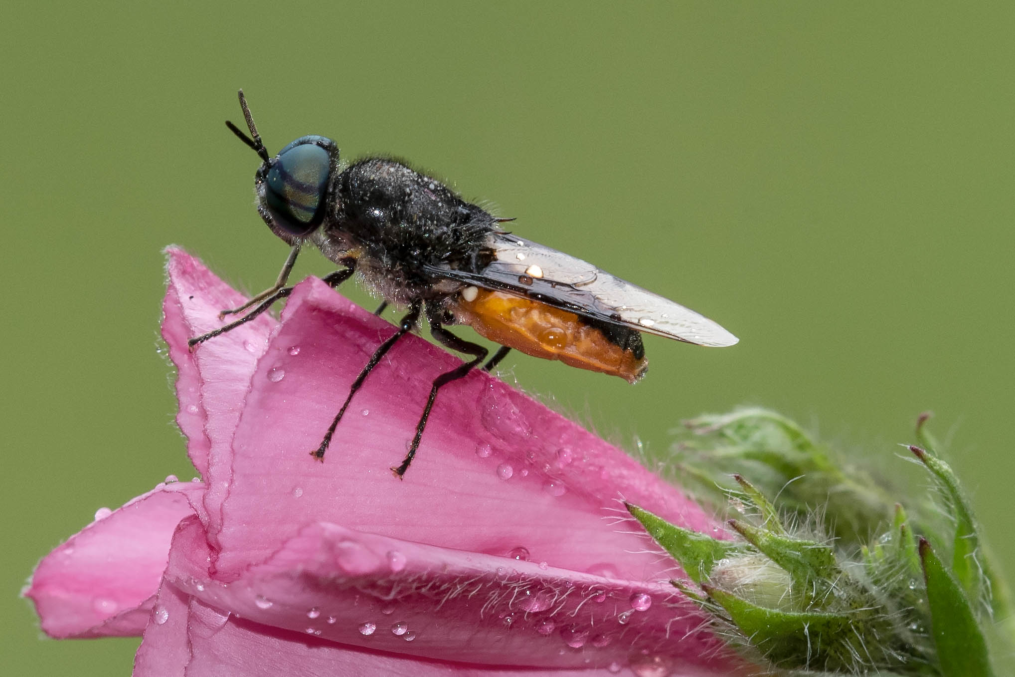 Stratiomyidae: Odontomyia flavissima