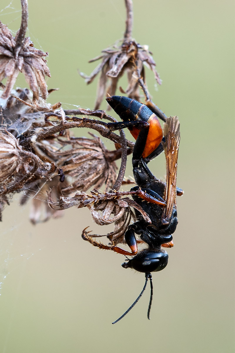 Sphecidae: Sphex funerarius