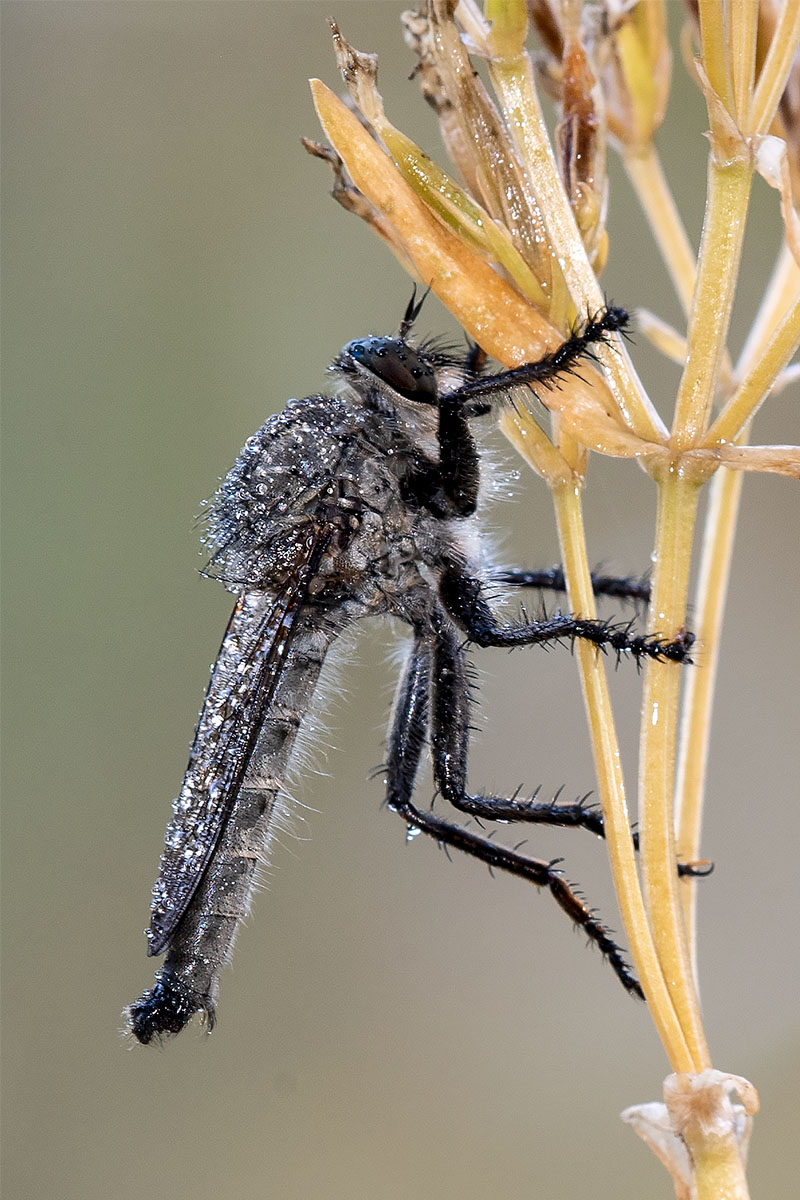 Asilidae:  cfr. Machimus nevadensis