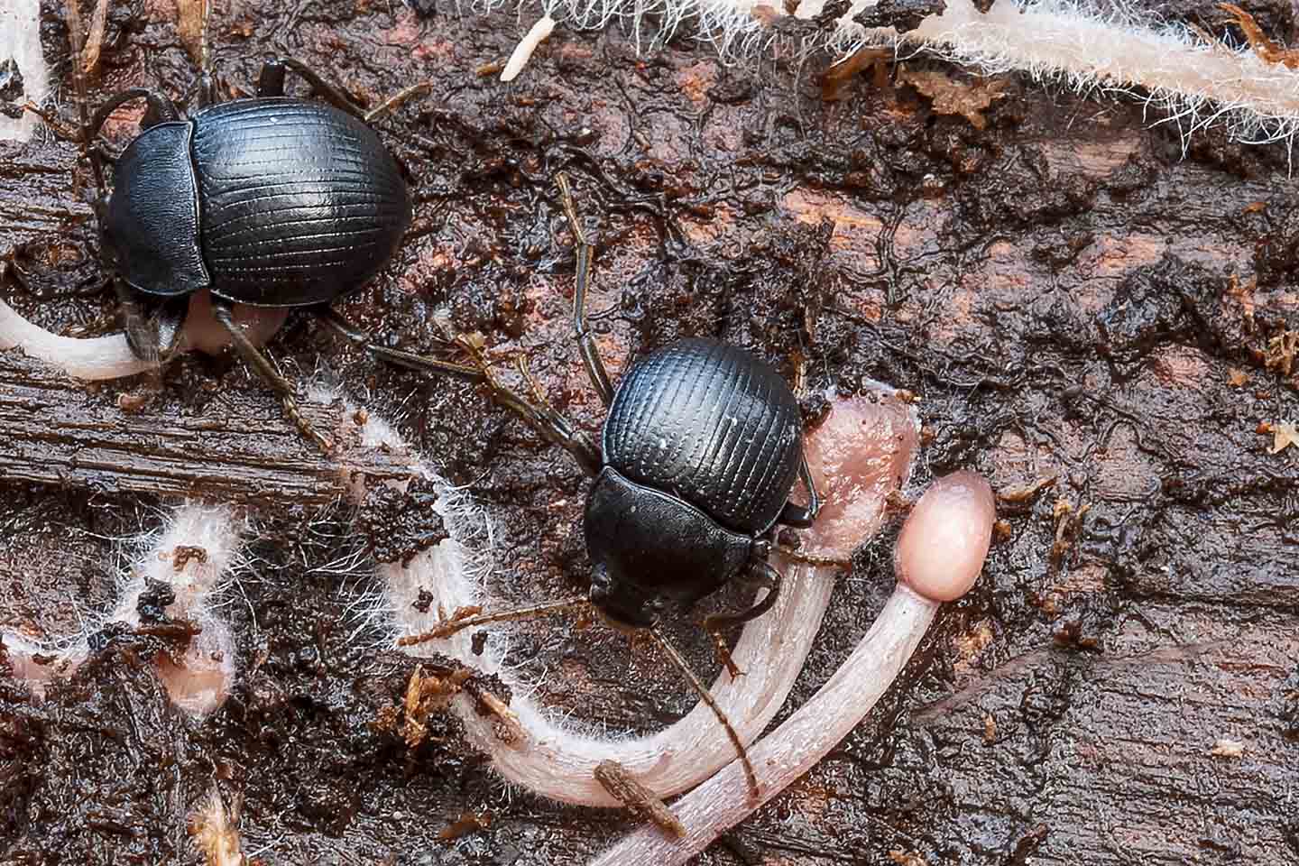 Tenebrionidae: Accanthopus velikensis