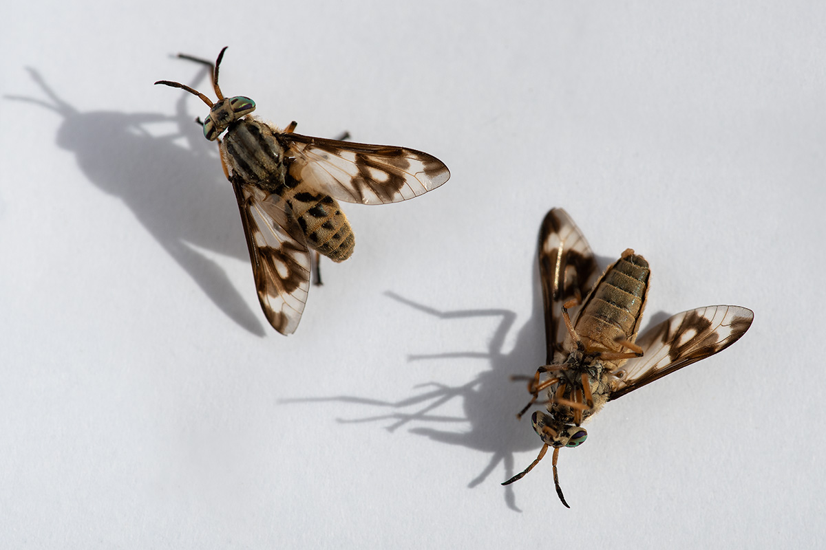 Mosca mordace