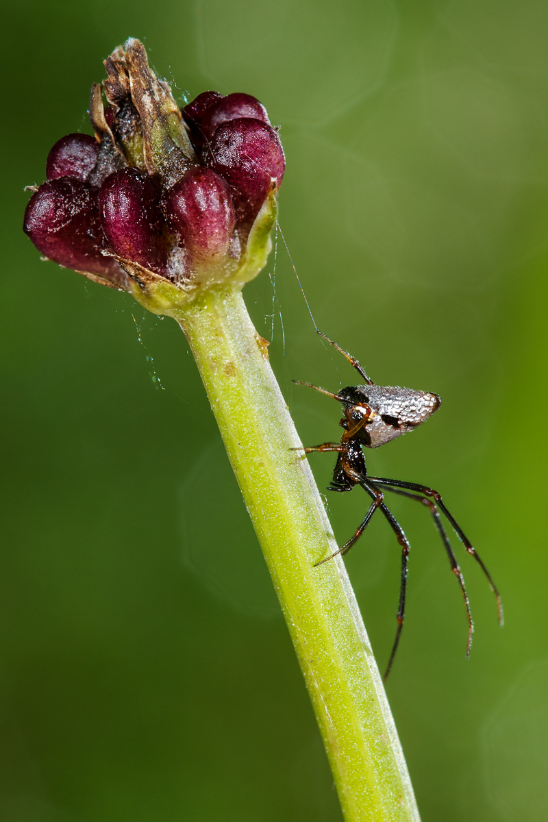 Ragno argentato: Argyrodes sp. - Follonica (GR)
