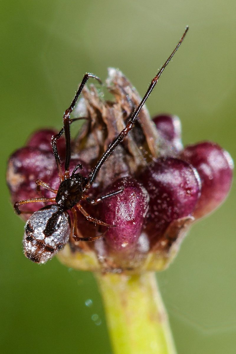 Ragno argentato: Argyrodes sp. - Follonica (GR)