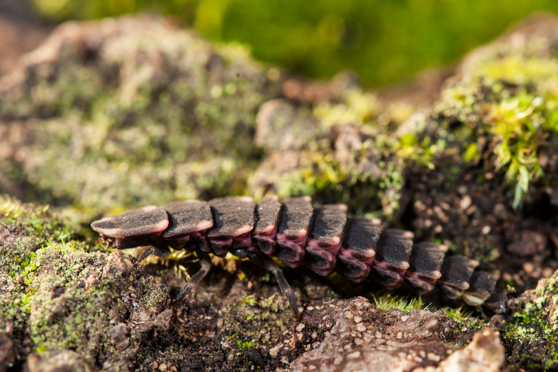 Larva carenata: fam. Lampyridae