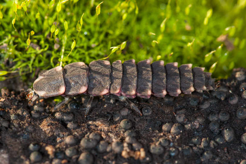 Larva carenata: fam. Lampyridae