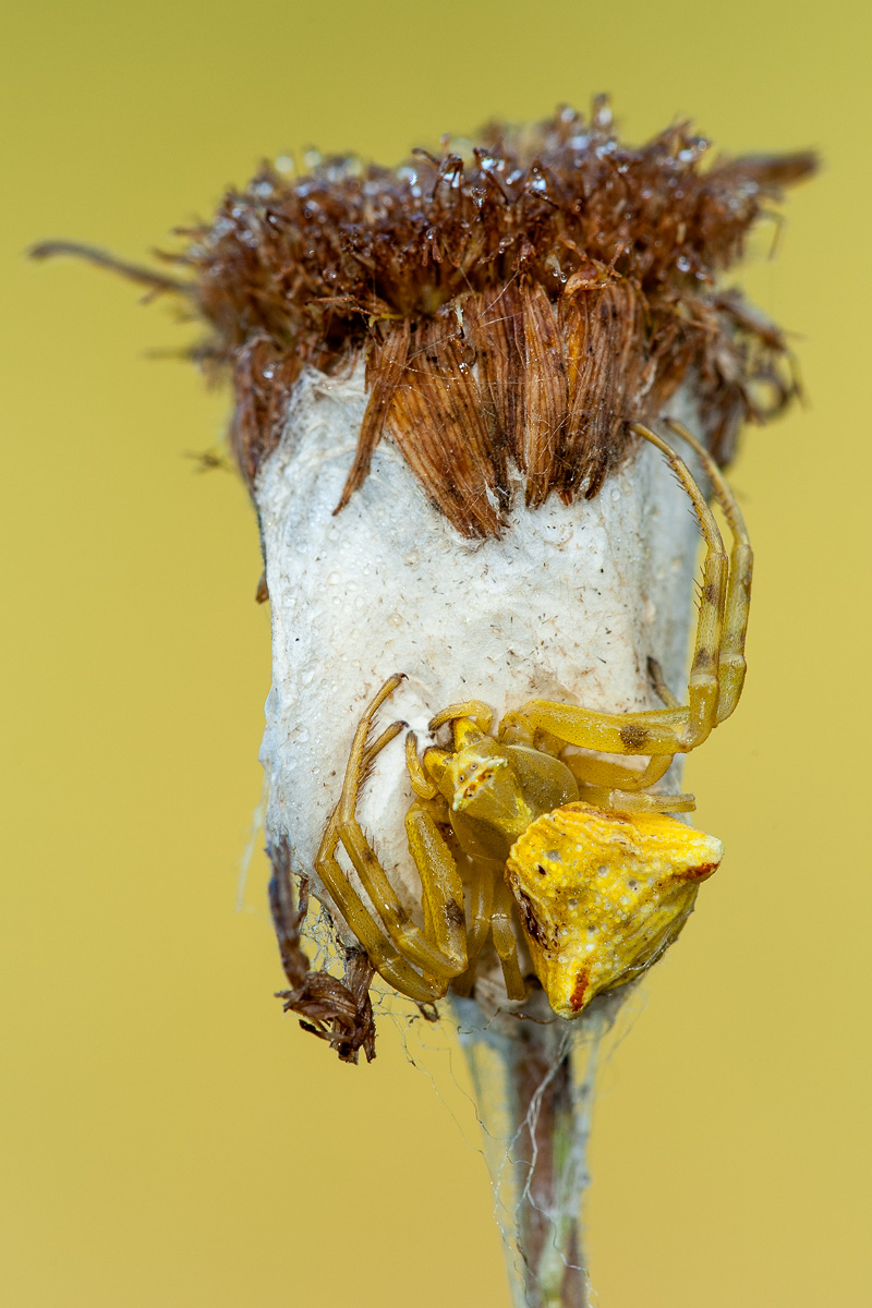 Thomisus onustus - Follonica (GR)