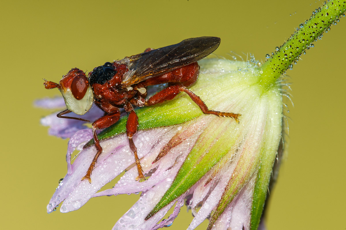 Myopa sp. (Conopidae)