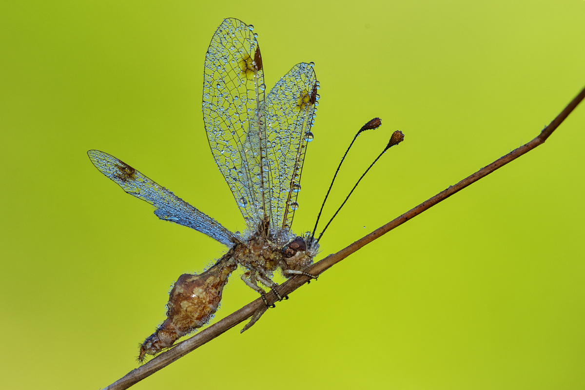 Sconosciuto - Deleproctophylla australis