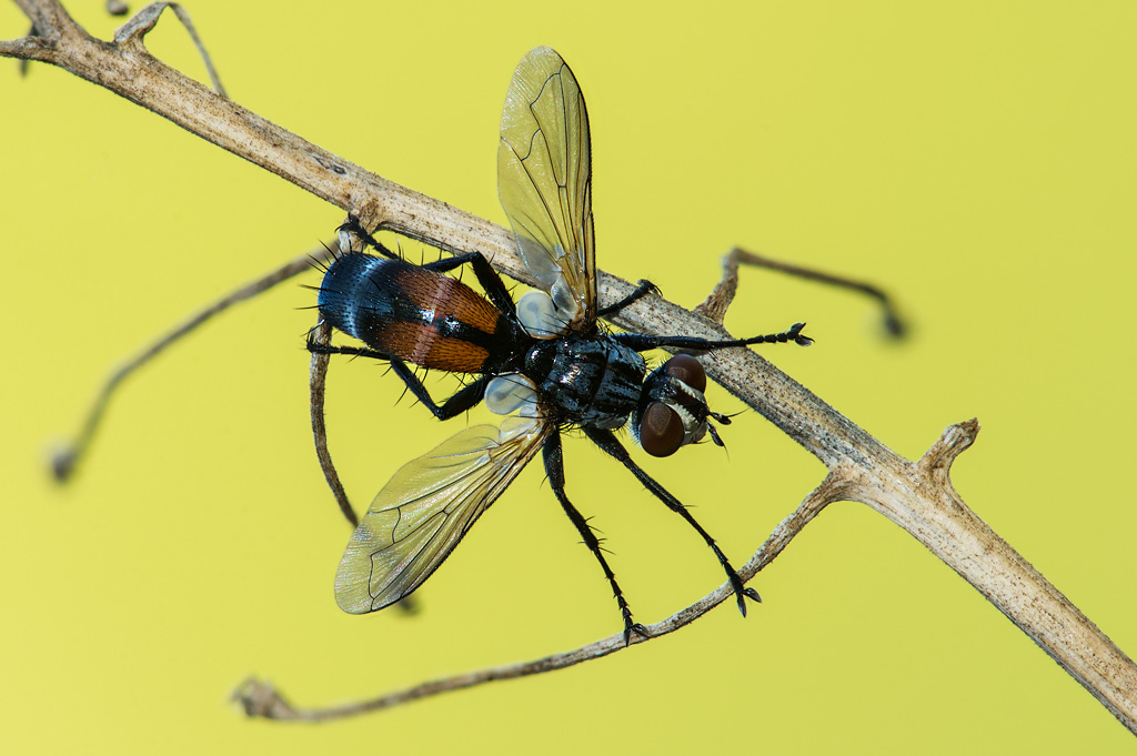 Cylindromyia sp. (Tachinidae)