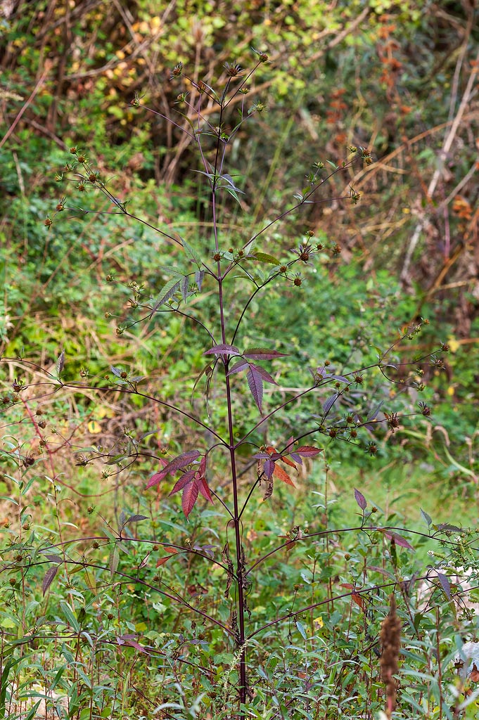 Bidens vulgata / Forbicina volgare