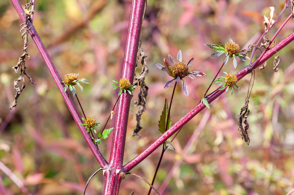 Bidens vulgata / Forbicina volgare