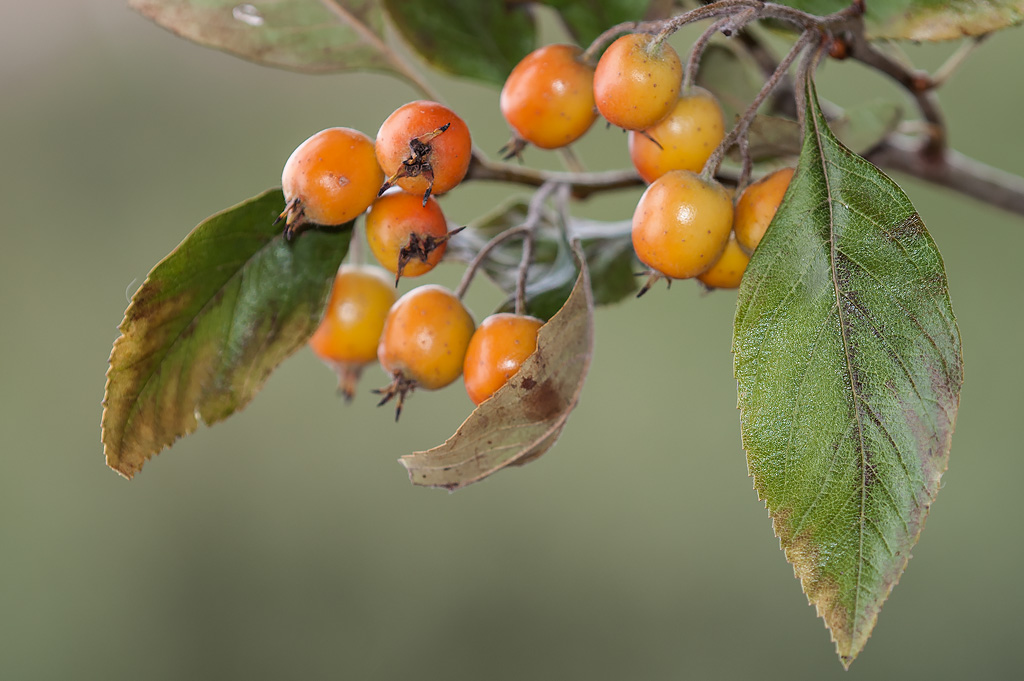 Piccoli frutti - Crataegus x lavallei