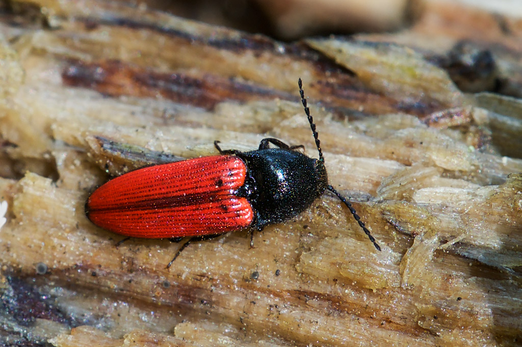 Ampedus sp., Elateridae