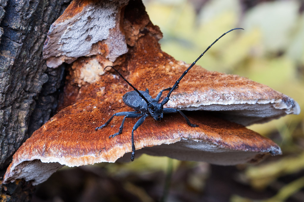 Morimus asper asper (Cerambycidae)