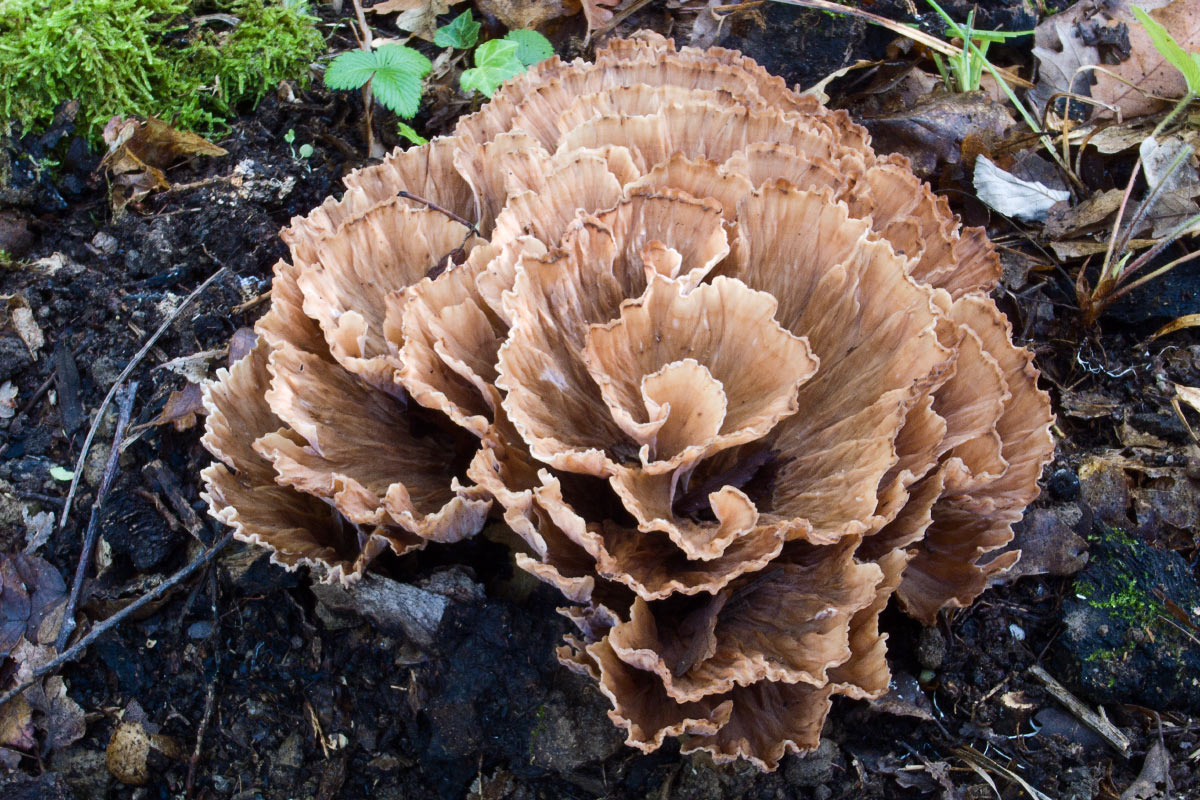 Bellissimo da determinare