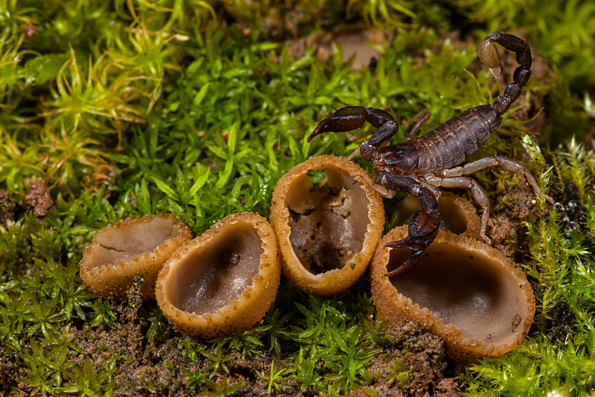 Due Euscorpius sicanus