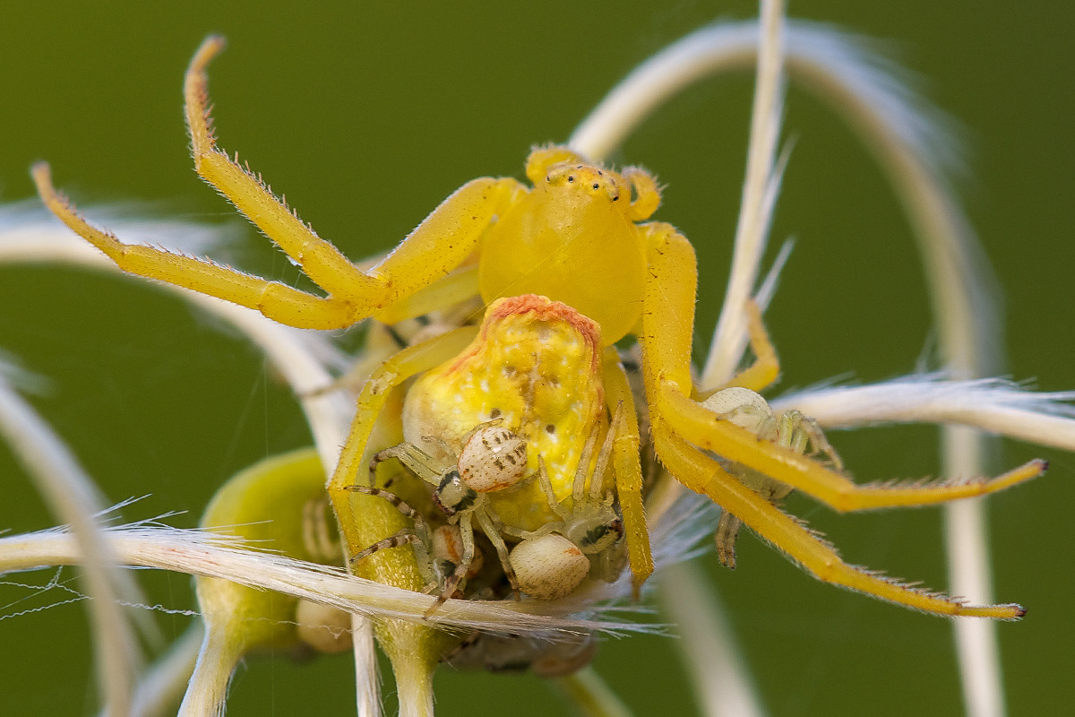 Misumena vatia - Castiglion della Pescaia (GR)