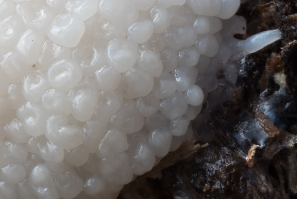 Masserella biancastra