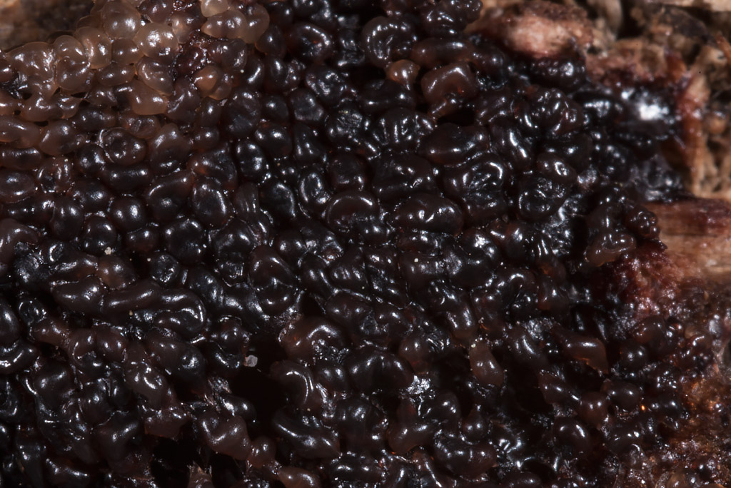 Masserella biancastra