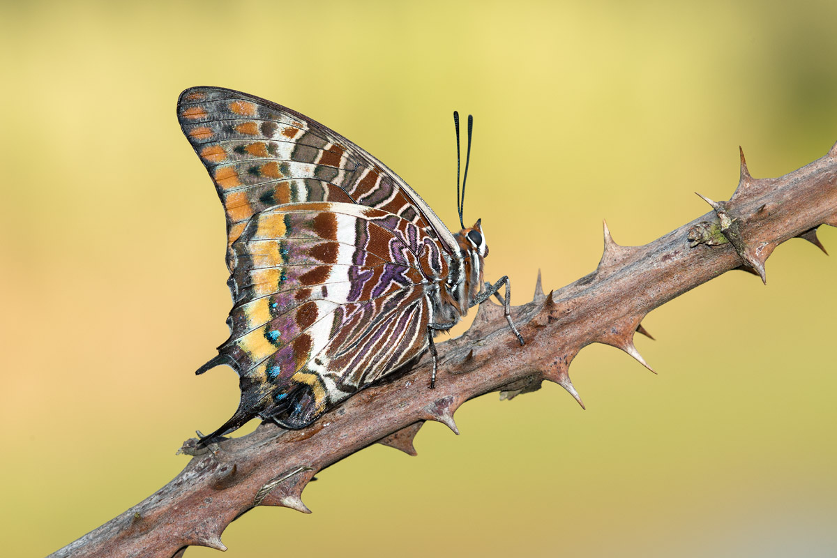 Charaxes jasius