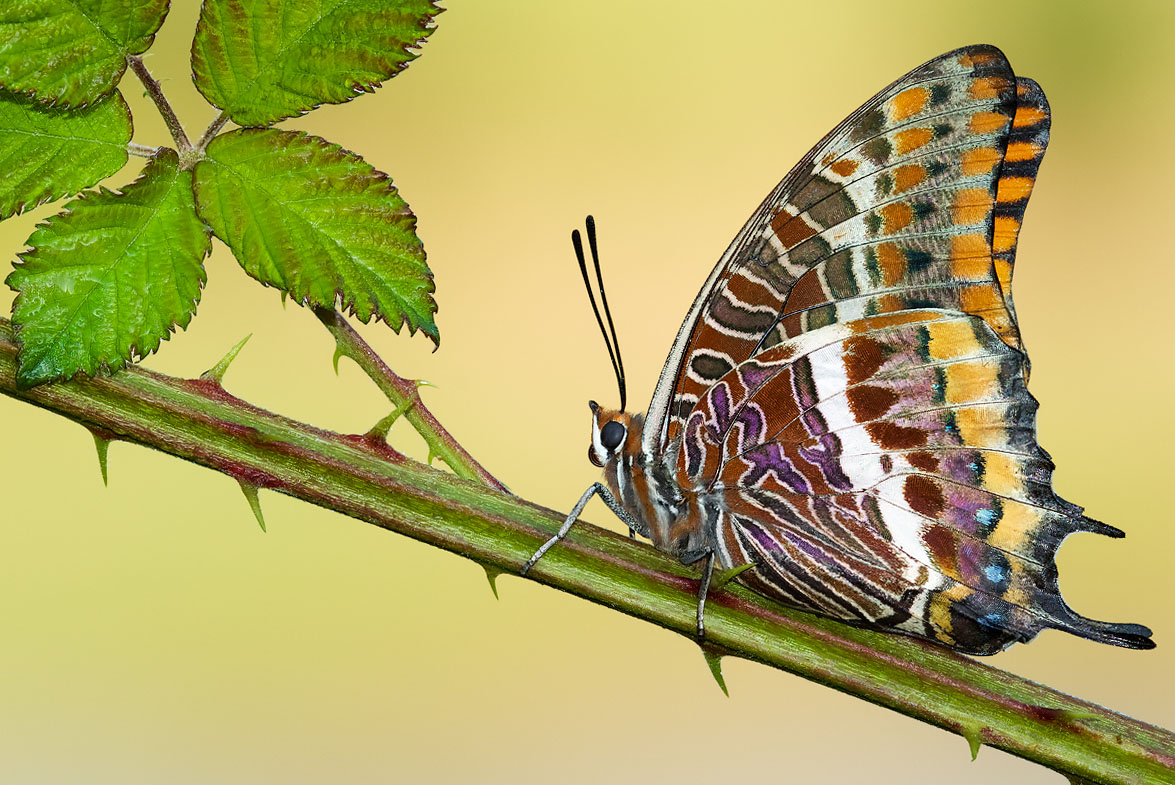 Charaxes jasius