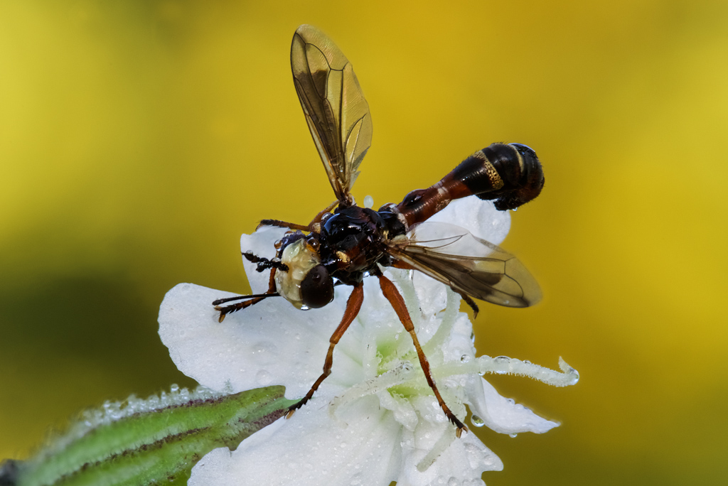 Quale specie: Physocephala vittata (Conopidae)