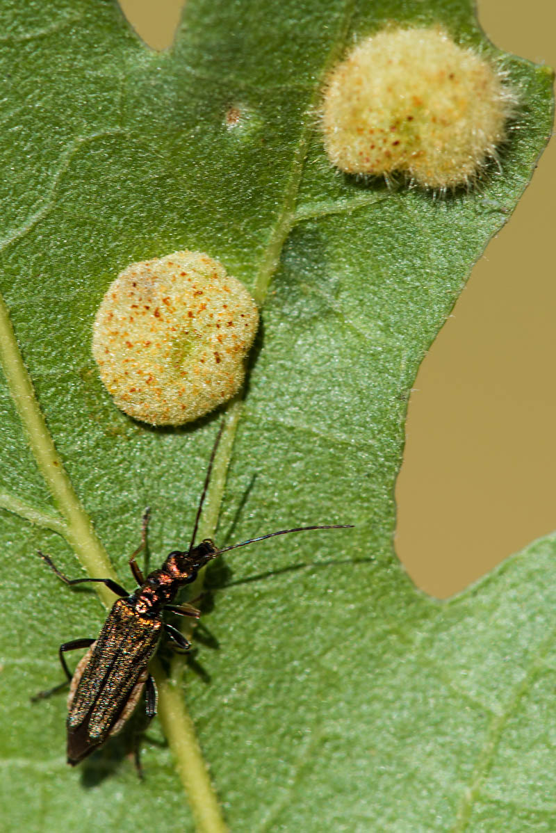 Galle su quercia:  Dryomyia circinnans (Cecidomyiidae)