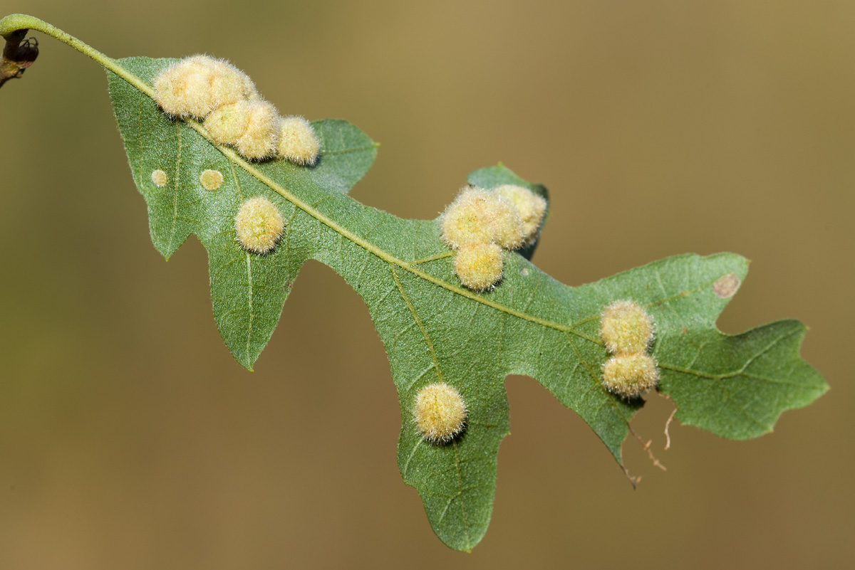 Galle su quercia:  Dryomyia circinnans (Cecidomyiidae)