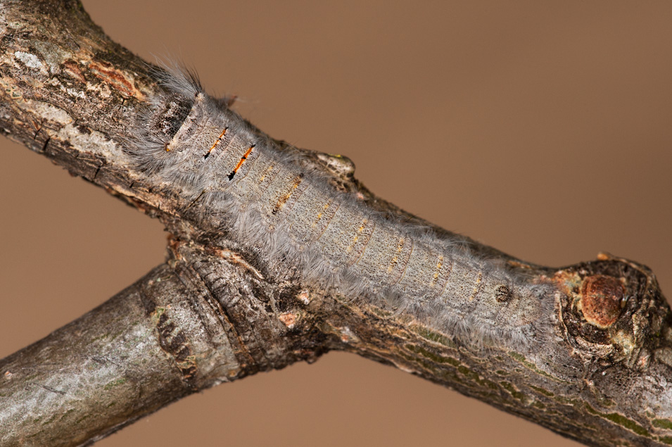 Chi l''ha visto ? - Phyllodesma (Phyllodesma) tremulifolia