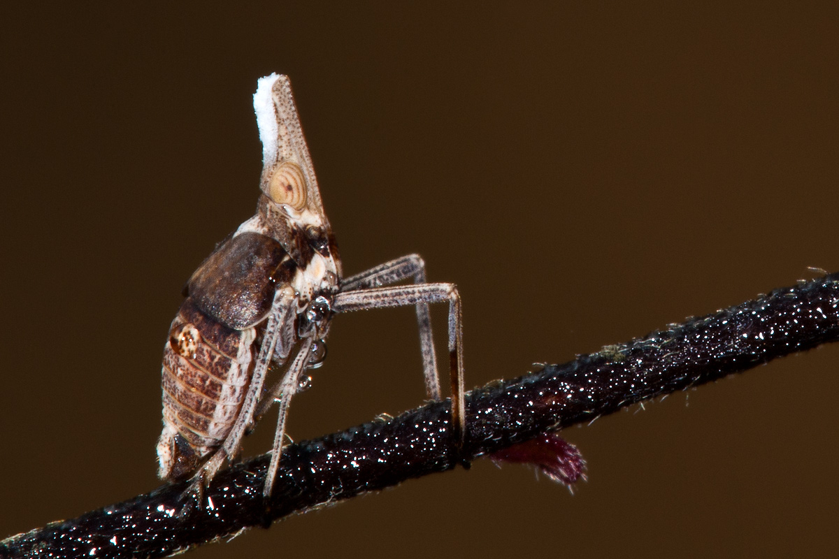 Mai visto. (Bursinia cf. genei; Homoptera)