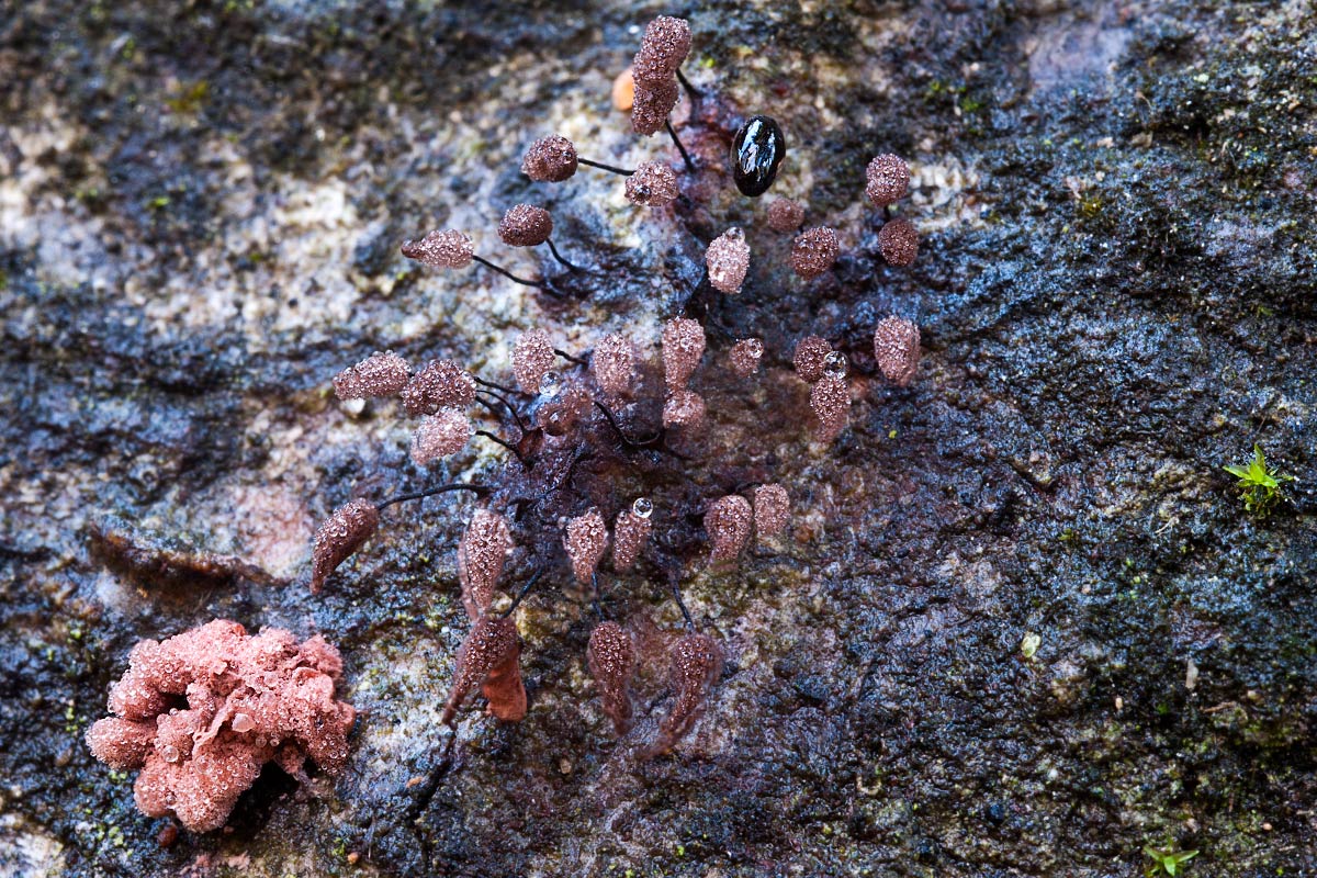 Praline al cioccolato e all''arancia