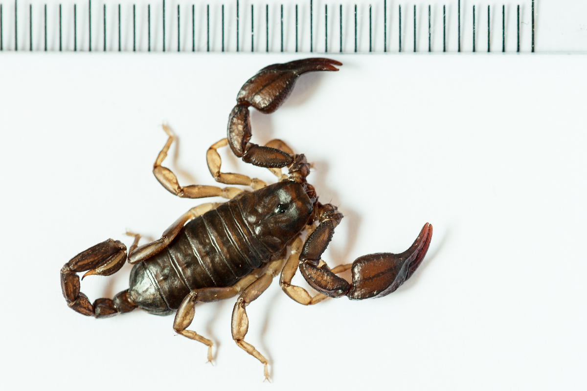 Due Euscorpius sicanus