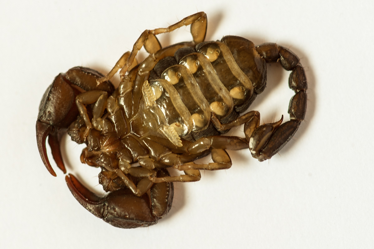 Due Euscorpius sicanus