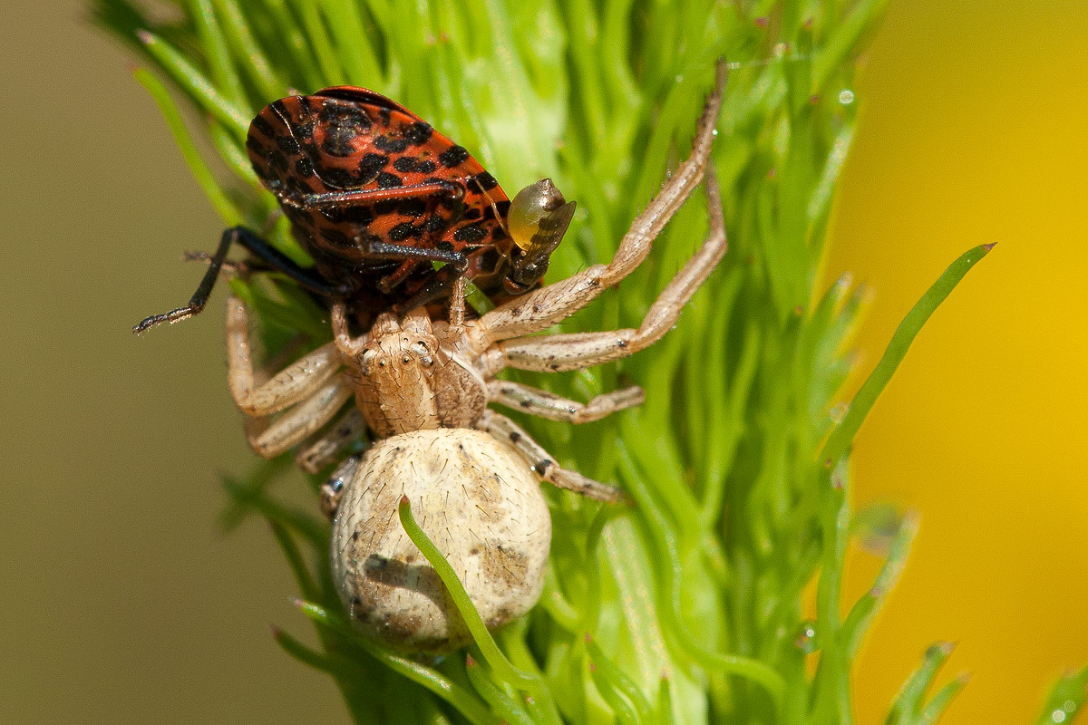 Dittero approfittator: Milichiidae con Xysticus e Graphosoma