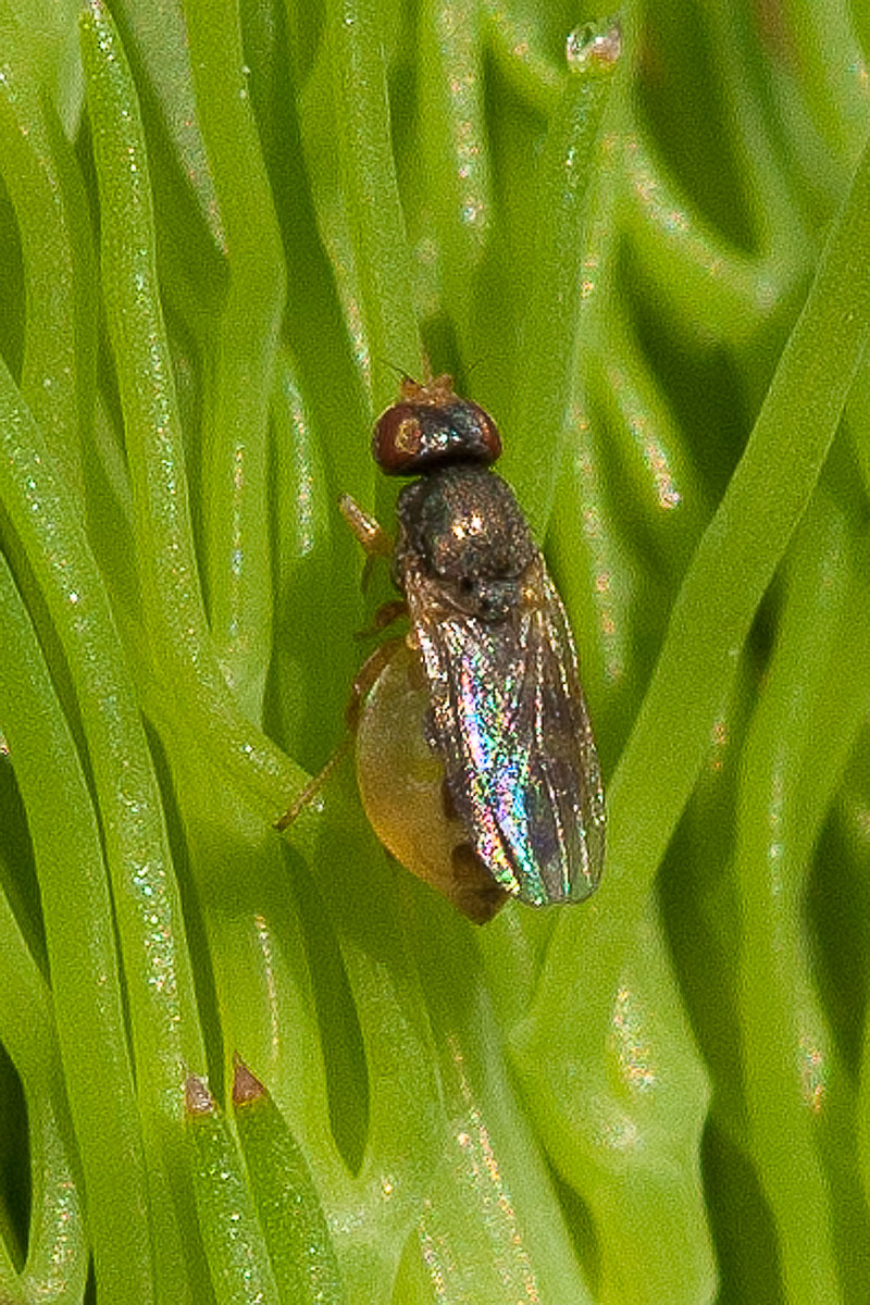Dittero approfittator: Milichiidae con Xysticus e Graphosoma