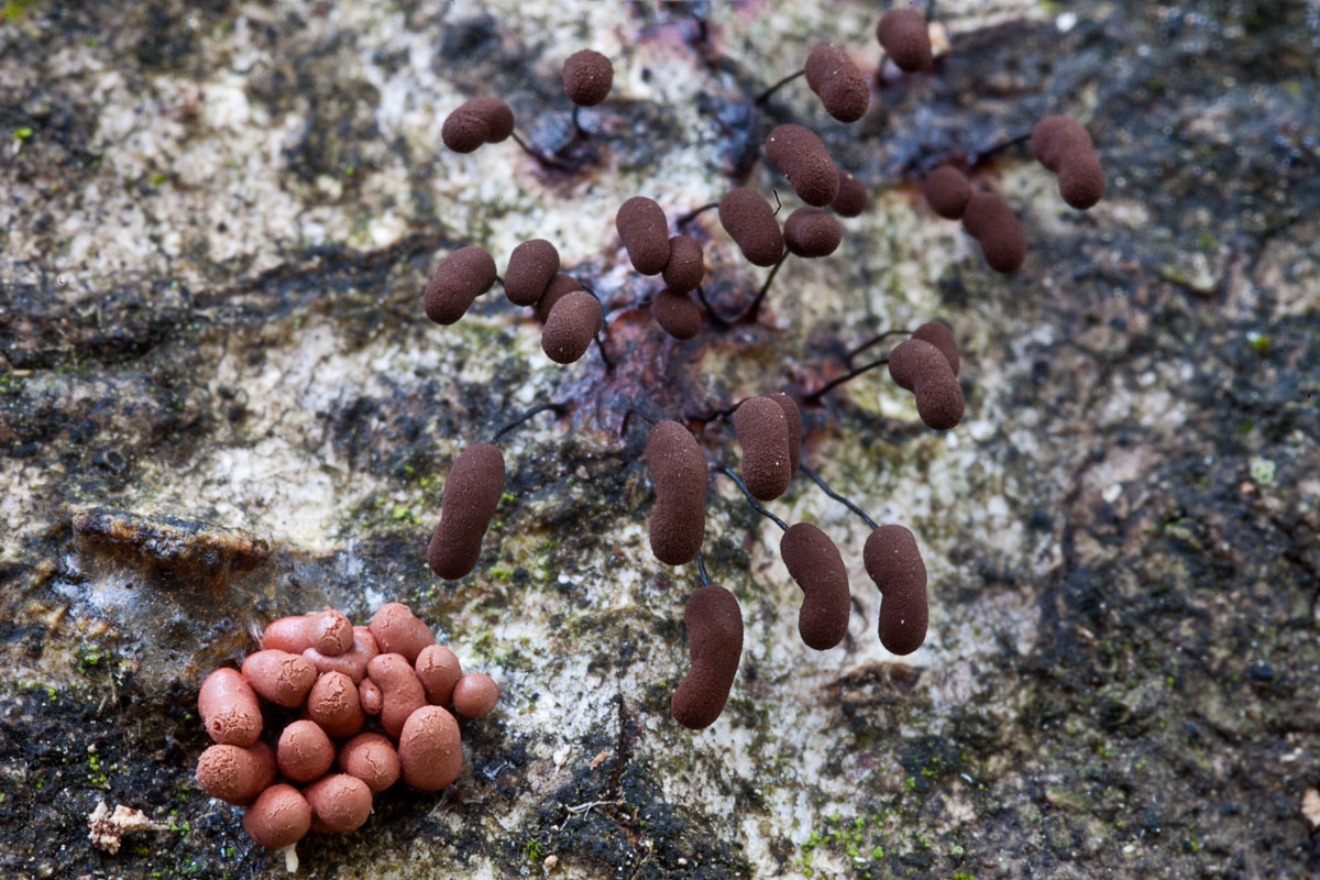 Praline al cioccolato e all''arancia