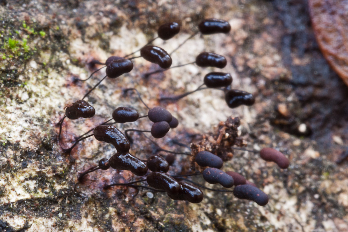 Praline al cioccolato e all''arancia