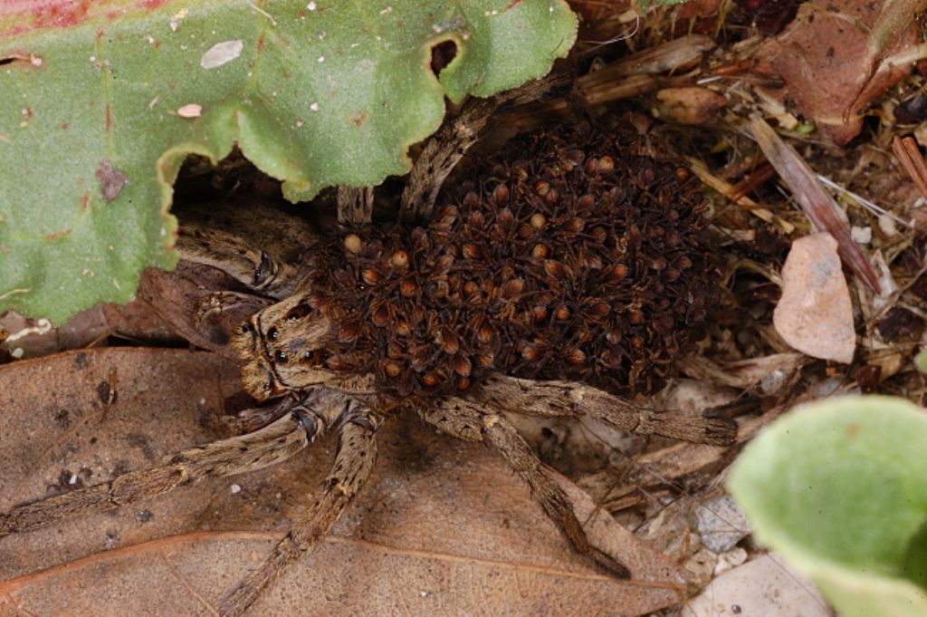 Hogna radiata con piccoli - Castiglione del Lago (PG)