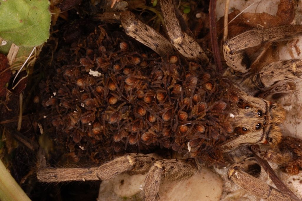Hogna radiata con piccoli - Castiglione del Lago (PG)