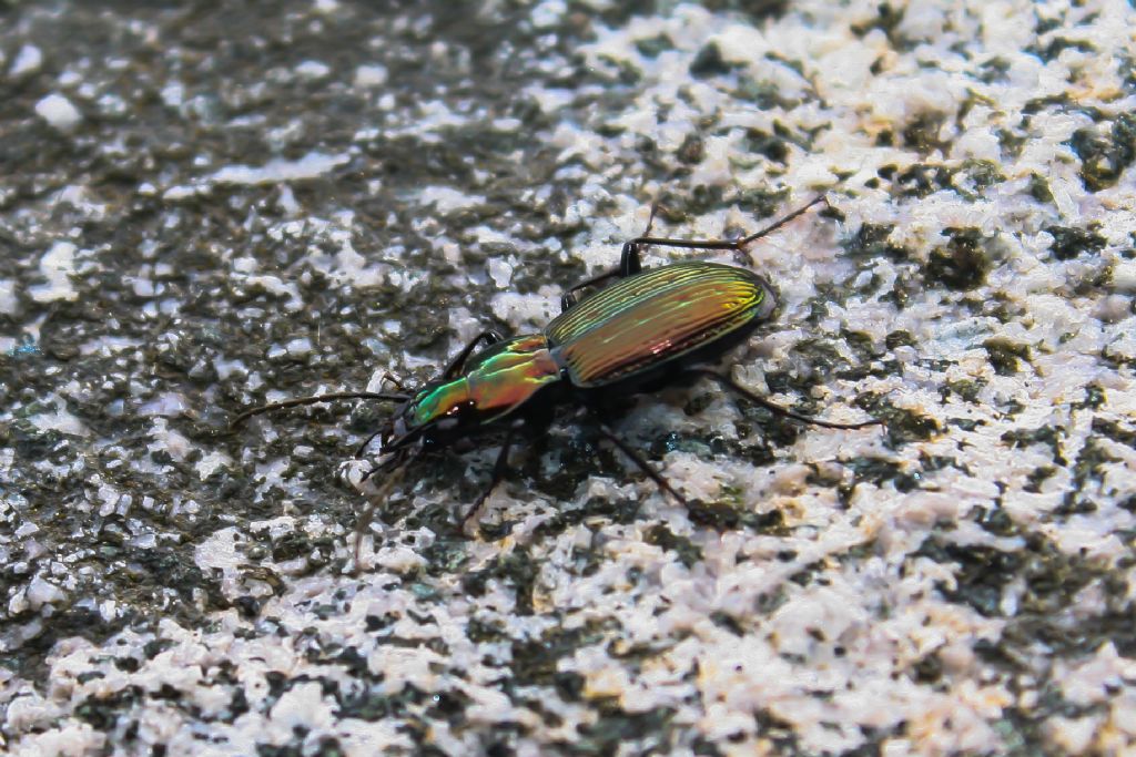 Carabus olympiae? No. Pterostichus rutilans