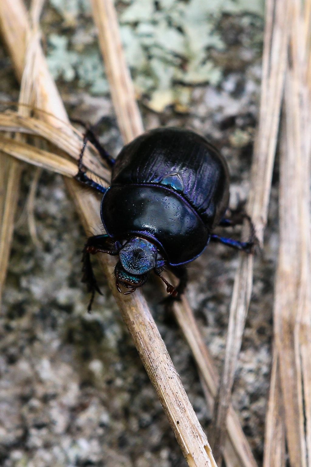 id scarabeide..(forse): Anoplotrupes stercorosus (cf.)