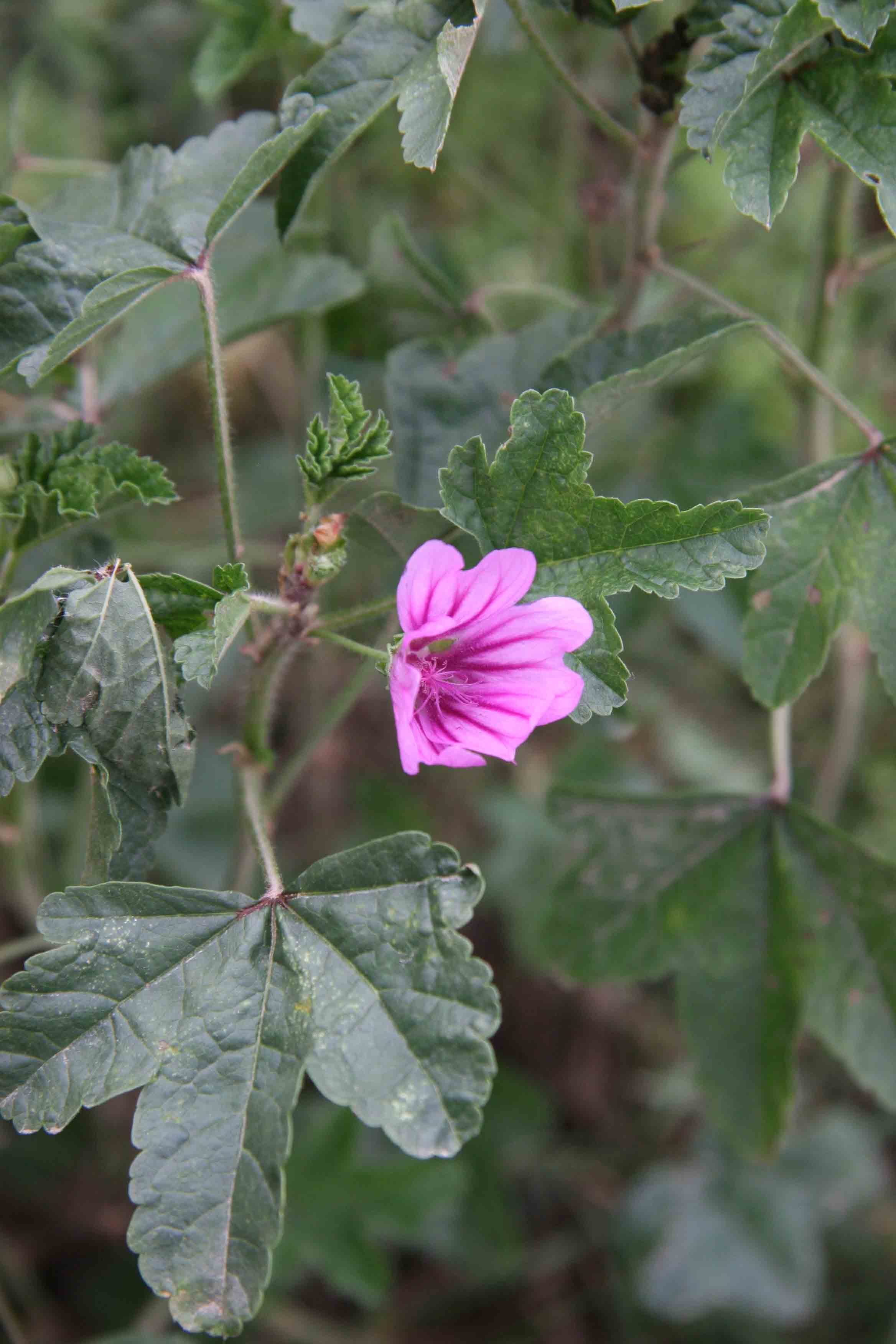 Malva sylvestris