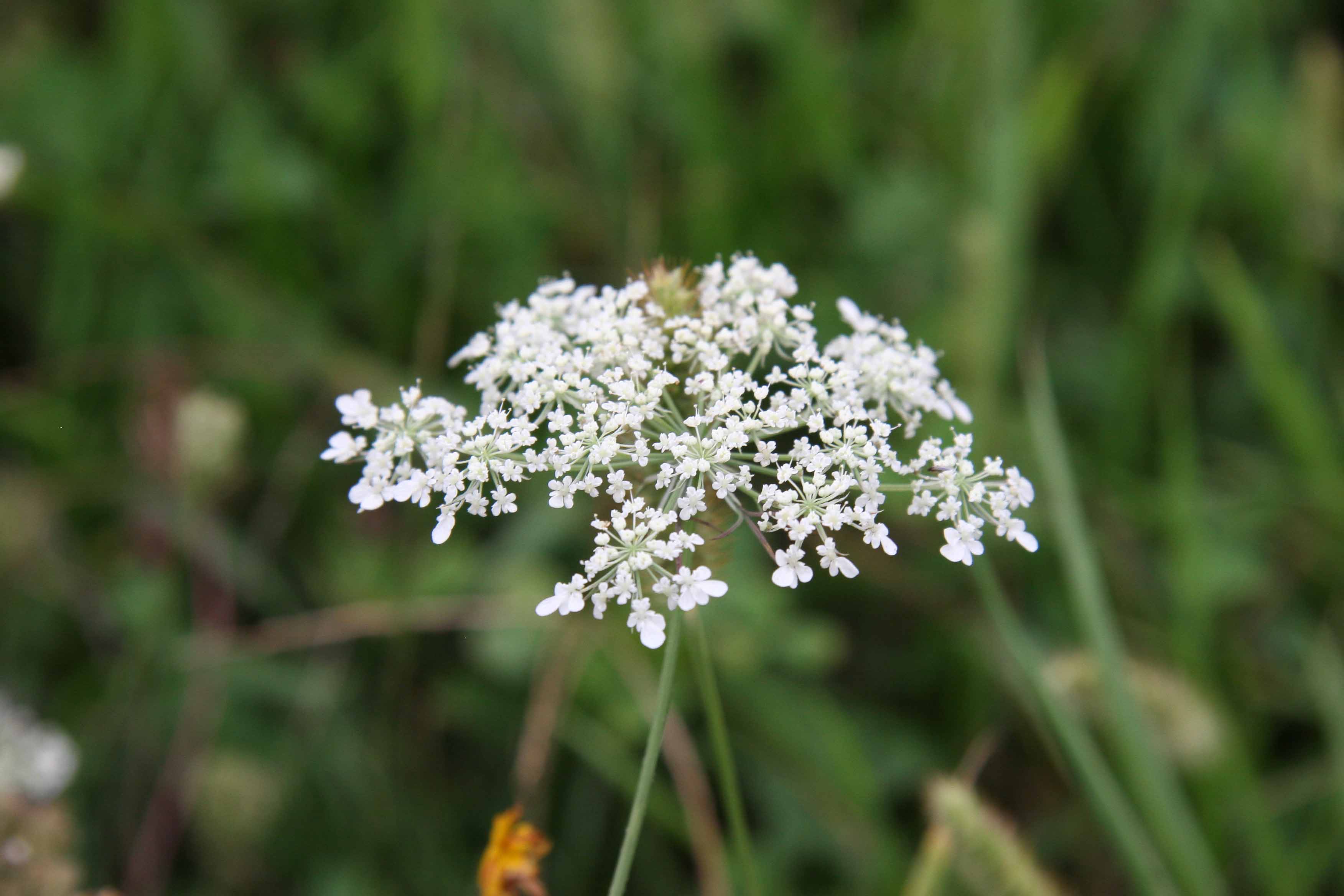 Daucus carota